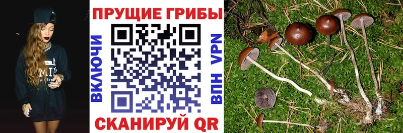 Псилоцибиновые грибы Psilocybine cubensis  Каменка 